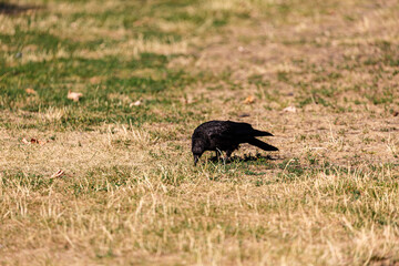 Crow on grass field in park