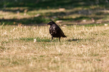 Crow on grass field in park