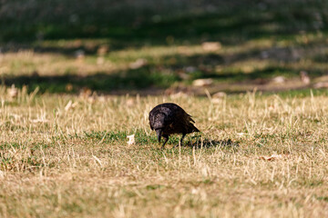Crow on grass field in park