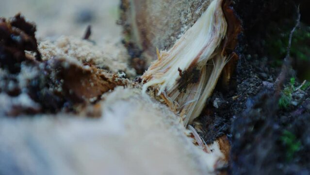 Close Up Of A Branch Gets Ripped Off A Tree In Slow Motion