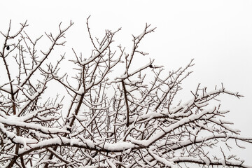 Fresh fluffy snow on tree branches on a quiet winter day.