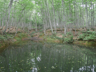 新潟の森（日本・新潟県）