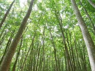 ブナの森（日本・新潟県）