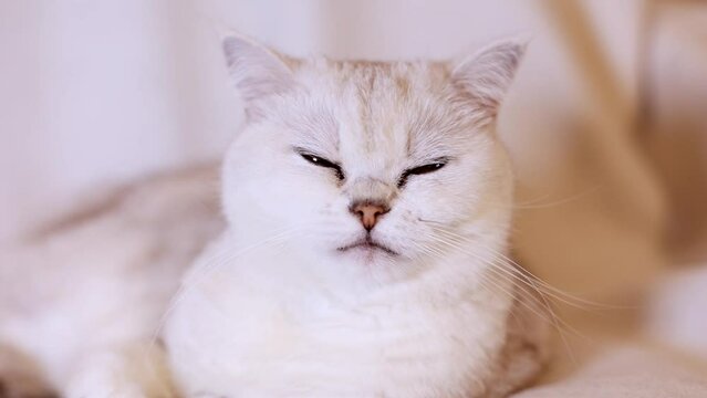 A white British cat rests and looks into the camera with half-covered eyes, close up