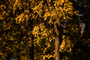 Beautiful yellow leaves at forest during autumn.