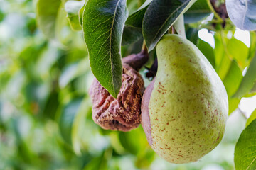 Rotten Pear on the fruit tree, Monilia laxa - Monilinia laxainfestation, plant disease. The lost harvest of pears on the tree. Fruit plant disease. Farming.