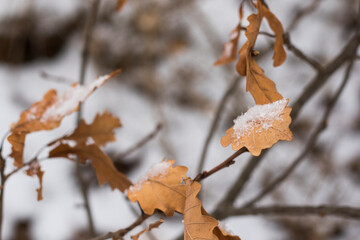Snow on the Oak leaves, winter snow macro
