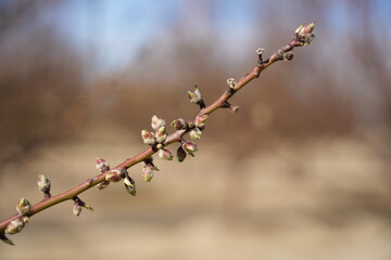 Almond shoot with pink buds