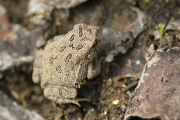Frog