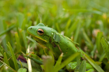Frog
