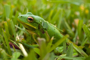 Frog
