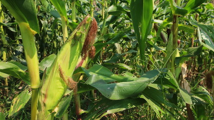 Corn on the cob. Closeup of raw green corn pods with red stripes and fuzz on plant in outdoor organic plot on green plant background with copy space. Selective focus