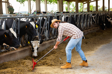 Young diligent serious bearded farmer working in cowshed, engaged in breeding of milking Holstein cows