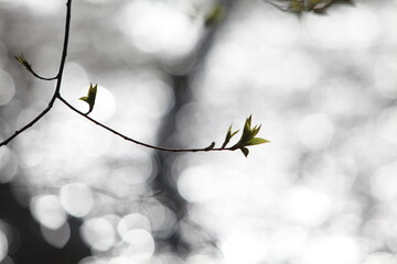 branches of a tree in winter