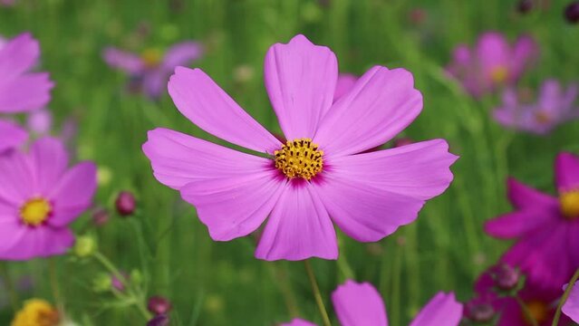 Close up flowers cosmos sulphureus bipinnatul with light breeze in the morning garden natural colorful background