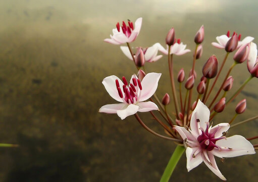 Susak umbellic (Butomus umbellatus) flowers on dark brown background. Umbrella-shaped susak inflorescence. Pink flowering rush aquatic plant. Grass rush blossom with copy space.