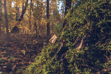 Closeup of a small delicate and beautiful leaf among moss and lichen in the forest. Outdoors wildlife. Selective focus, blurred background stock photography