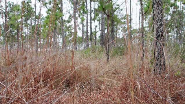 Rising shot of a longleaf pine savannah forest floor.