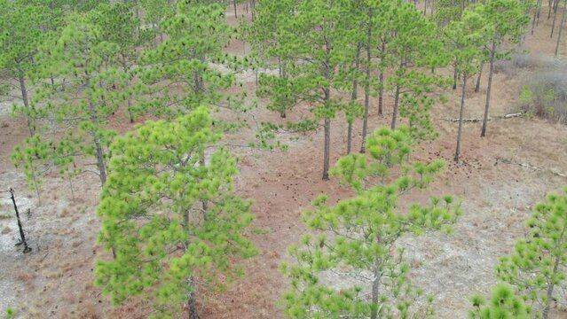 Wide drone shot of a longleaf pine forest above the tree canopy in the winter