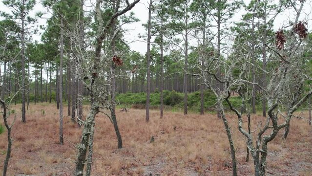 Drone shot panning in a longleaf pine forest at in the winter