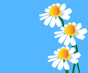 Chamomile Daisy Flowers Vector Image