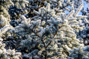 Snow-covered branches of spruce in the winter forest
