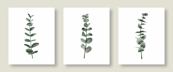 Watercolor Eucalyptus Leaves Illustration