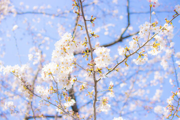 cherry blossom in spring