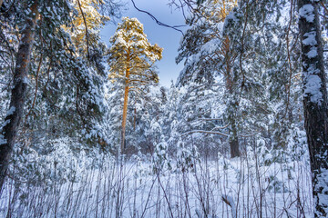 winter, sunny forest of the Urals