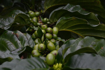 Green coffee beans and leaves on the plantation