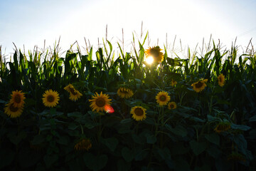 sunflower field 