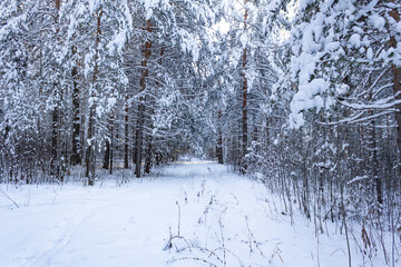 winter, sunny forest of the Urals