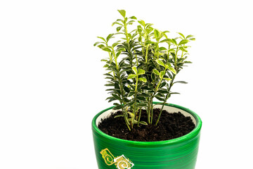 In a decorative ceramic pot, a homemade young low plant Euonymus japonica. White background.