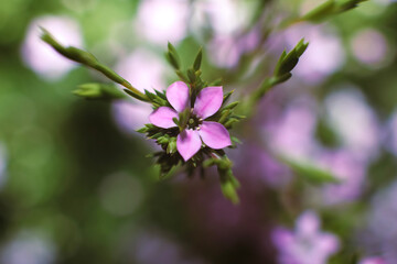 Prickly Phlox ; overhead view 