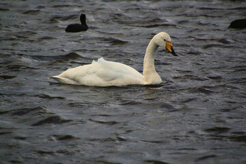 A view of a Whooper Swan at Martin Mere Nature Reserve