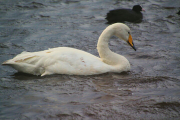 Fototapeta premium A view of a Whooper Swan at Martin Mere Nature Reserve