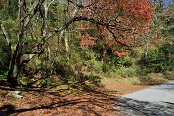 Maple Leaf is Autumn background with red & yellow leaves.