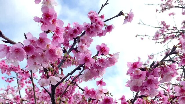 Beautiful pink cherry blossoms (Prunus x kanzakura Makino cx. Oh-kannzakura ) in spring time. The Oh-kanzakura is a hybrid of a Taiwanese and Japanese cherry species.