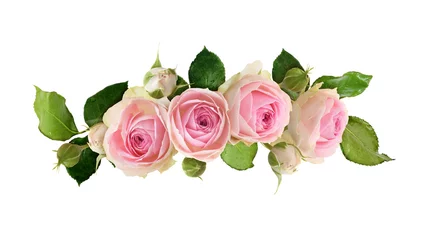 Fototapeten Kleine rosa Rosenblüten, grüne Blätter und Knospen in einer floralen Wellenanordnung isoliert © Ortis