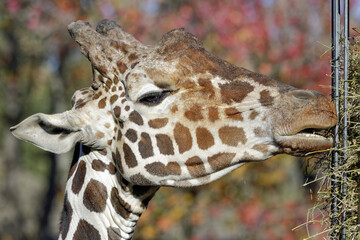 Girafe en train de manger