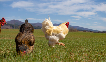 a determined cock with a fluffed tail walks across a green field 