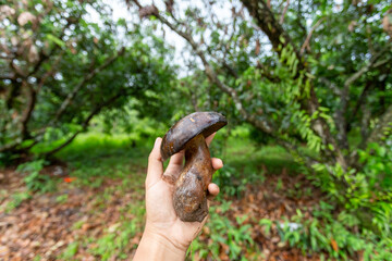 Dark brown mushroom in the hand of a gardener Mushrooms grows in the longan garden. edible mushrooms are not poisonous Although the color of the mushroom is not appetizing, it is named bolete