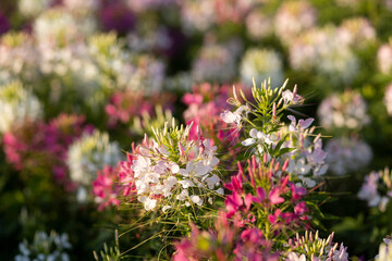 The flower is named cleome sparkler mix in the garden because of the experimental plot. in Thailand during the winter flowers are white pink and purple flowers are in full bloom