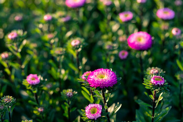 selective focus pink purple flowers green leaves in a flower garden in Thailand in winter The name of the flower is Aster bonita top pink.