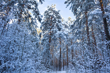 winter, sunny forest of the Urals