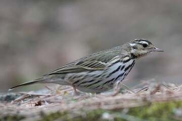 olive backed pipit on the ground