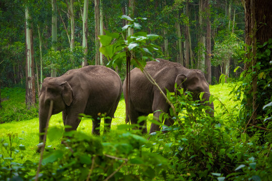 Group of Elephant Family Roaming and eating the grass on forest. Wildlife stock images