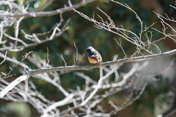 daurian redstart in the park