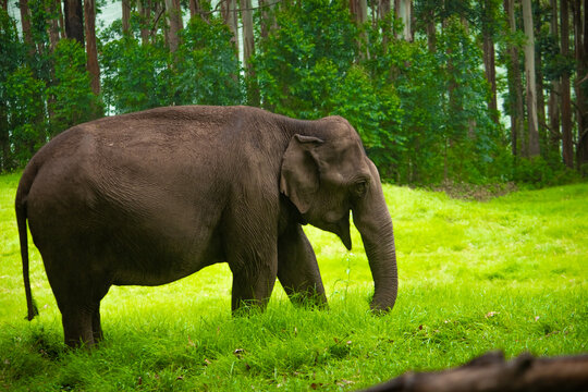 Elephant Roaming and eating the grass on forest. Wildlife stock images