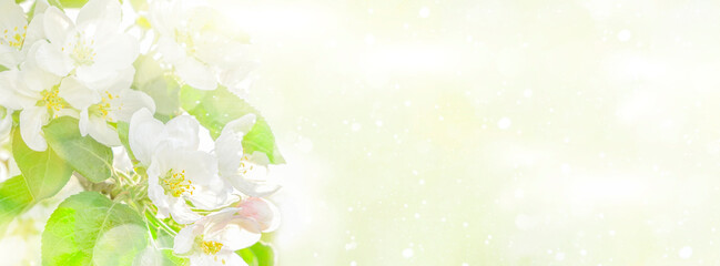 Fototapeta na wymiar Spring floral background of white apple blossoms on a light pastel background. The concept of spring mood with space to copy. High quality photo
